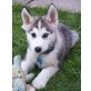 Siberian Husky - Rüde