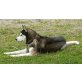 Siberian Husky - Rüde