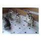 Siberian Husky - Rüde