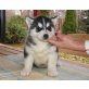 Siberian Husky - Rüde