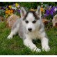 Siberian Husky - Rüde