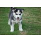 Siberian Husky - Rüde