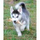 Siberian Husky - Rüde