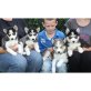 Siberian Husky - Rüde