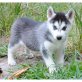 Siberian Husky - Rüde