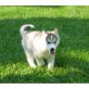 Siberian Husky - Rüde