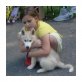 Siberian Husky - Rüde