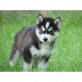 Siberian Husky - Rüde