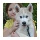 Siberian Husky - Rüde