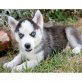Siberian Husky - Rüde