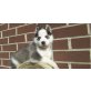 Siberian Husky - Rüde