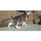 Siberian Husky - Rüde