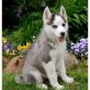 Siberian Husky - Rüde