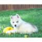 Siberian Husky - Rüde