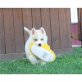 Siberian Husky - Rüde