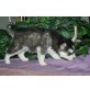 Siberian Husky - Rüde