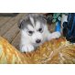 Siberian Husky - Rüde