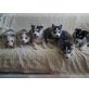 Siberian Husky - Rüde