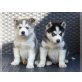 Siberian Husky - Rüde