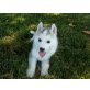 Siberian Husky - Rüde