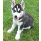 Siberian Husky - Rüde