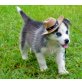 Siberian Husky - Rüde