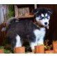 Siberian Husky - Rüde