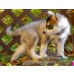 Siberian Husky - Rüde