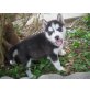 Siberian Husky - Rüde