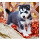 Siberian Husky - Rüde