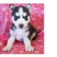 Siberian Husky - Rüde