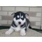Siberian Husky - Rüde