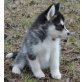 Siberian Husky - Rüde