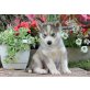 Siberian Husky - Rüde