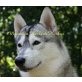 Siberian Husky - Rüde