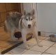 Siberian Husky - Rüde