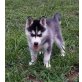 Siberian Husky - Rüde