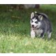 Siberian Husky - Rüde