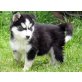 Siberian Husky - Rüde