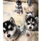 Siberian Husky - Rüde