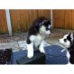 Siberian Husky, Siberian Husky - Hündin