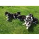 Siberian Husky, Siberian Husky - Rüde