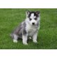 Siberian Husky, Siberian Husky - Rüde