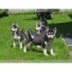 Siberian Husky, Siberian Husky - Rüde