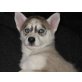Siberian Husky Welpen - Hündin