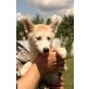 Siberian Husky Welpen - Hündin