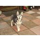Siberian Husky Welpen - Hündin