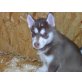 Siberian Husky Welpen - Hündin