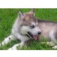 Siberian Husky Welpen - Hündin