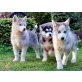 Siberian Husky Welpen - Hündin